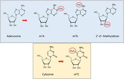 RNA Methylation in ncRNA: Classes, Detection, and Molecular Associations